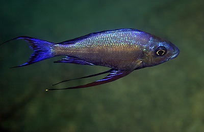 Cyathopharynx sp. 'blue flush' Mikongolo Island